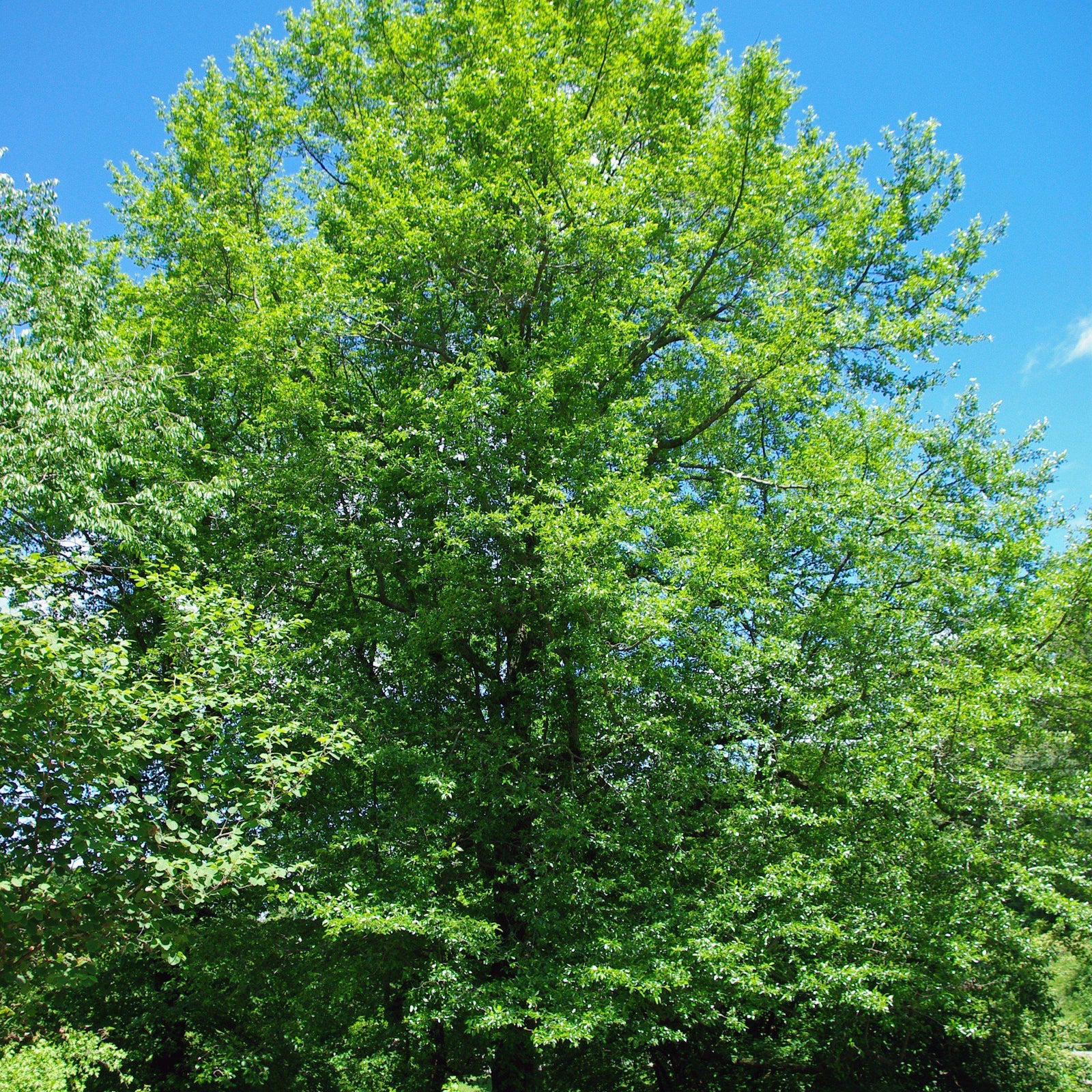 Nyssa sylvatica ~ Black Gum Tree-ServeScape