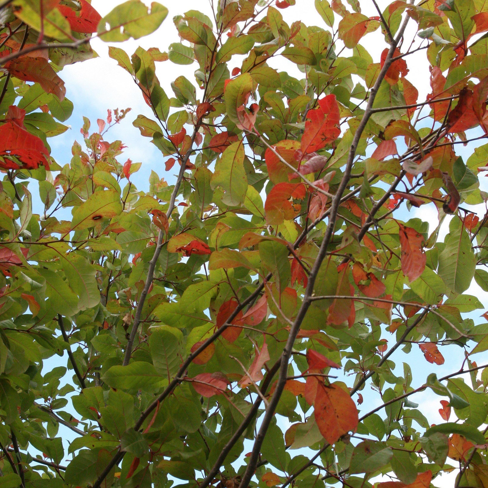 Nyssa sylvatica 'Wildfire' ~ Wildfire Blackgum-ServeScape