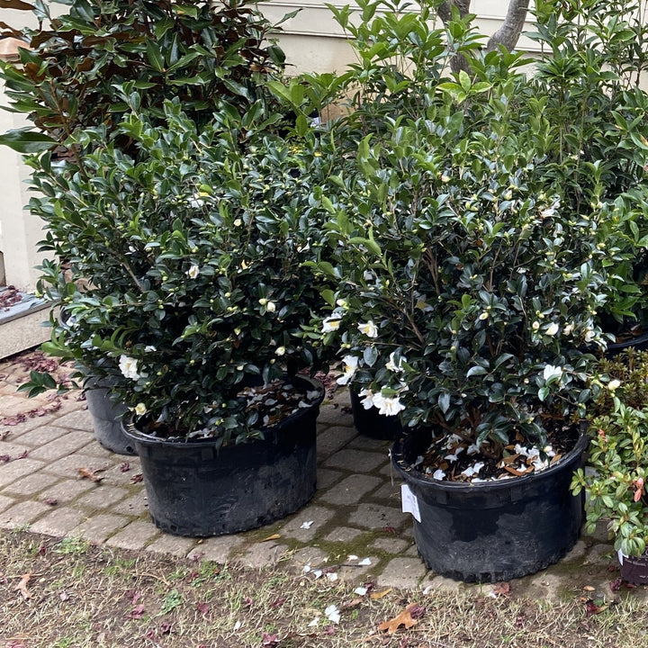Camellia sasanqua 'Setsugekka' ~ Setsugekka Camellia-ServeScape
