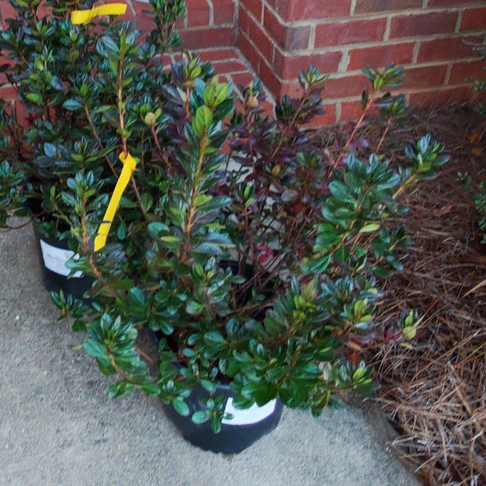 Rhododendron 'Midnight Flare' ~ 'Midnight Flare' Azalea-ServeScape