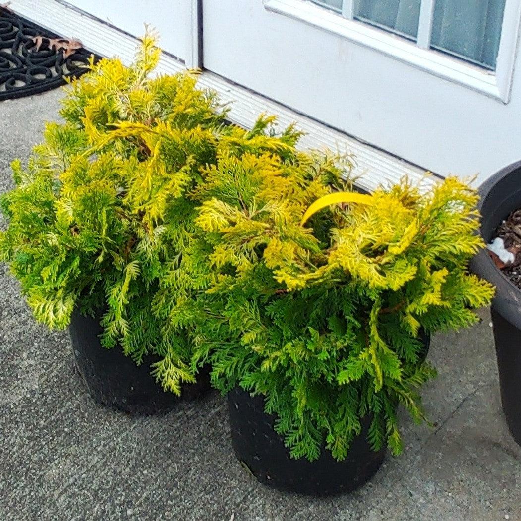 Chamaecyparis obtusa 'Crippsii' ~ Golden Hinoki False Cypress-ServeScape