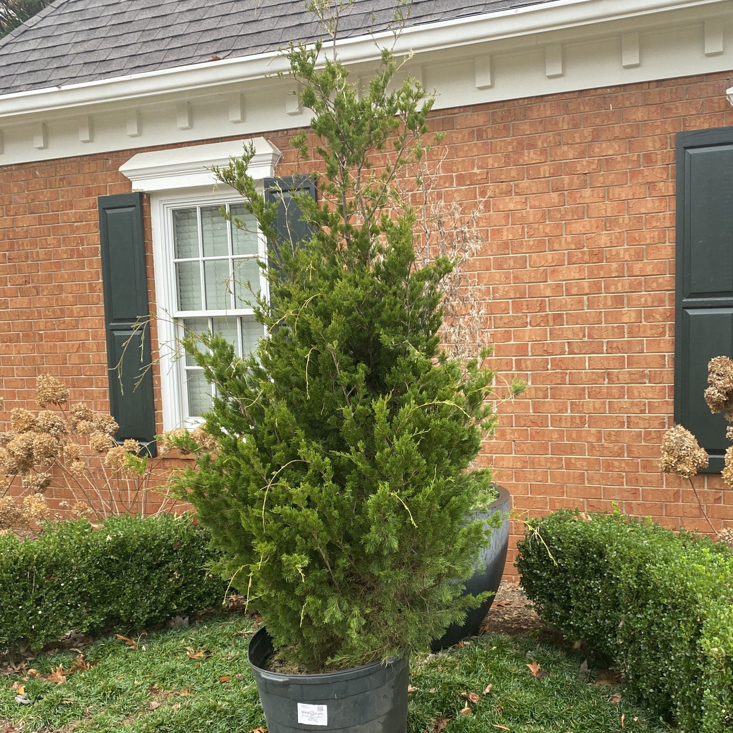 Juniperus virginiana Brodie Brodie Red Cedar