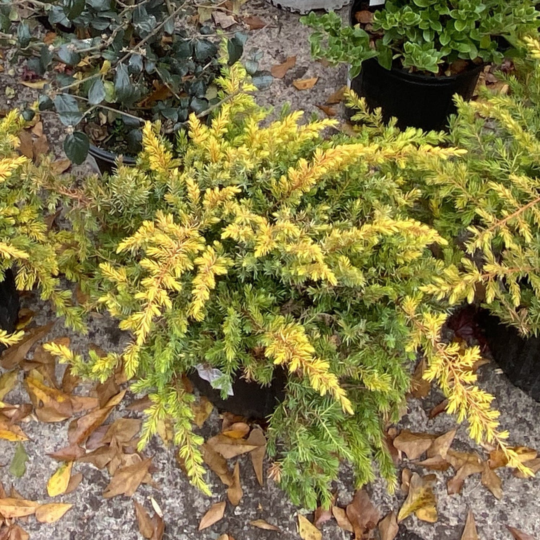 Juniperus conferta 'sPg-3-016' ~ Golden Pacific™ Juniper-ServeScape