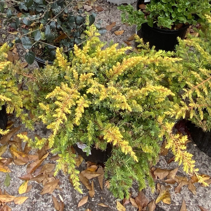 Juniperus conferta 'sPg-3-016' ~ Golden Pacific™ Juniper-ServeScape