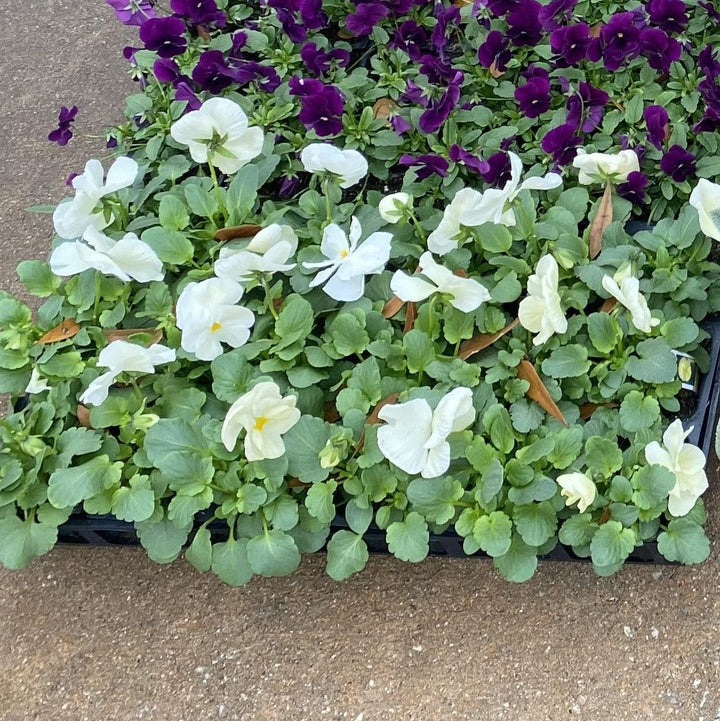 Viola x wittrockiana 'Matrix Primrose' ~ Matrix™ Primrose Pansy-ServeScape