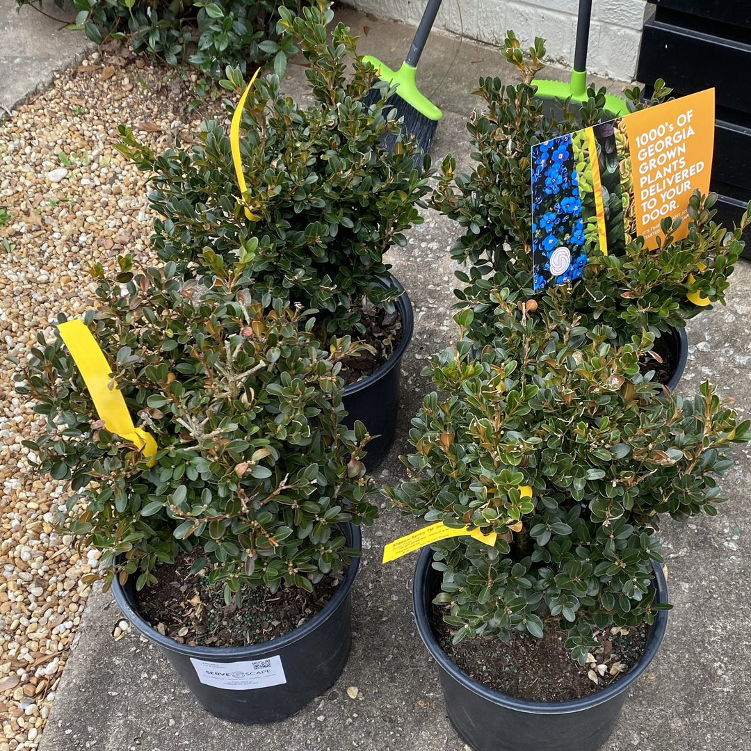 Buxus 'DSNH 1216' ~ Shadow Sentry™ Boxwood-ServeScape