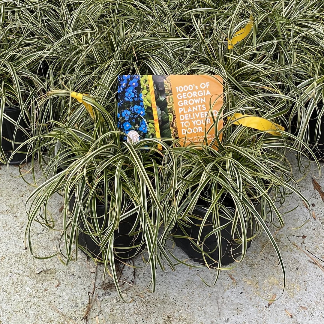 Carex oshimensis 'Feather Falls' ~ Feather Falls Sedge-ServeScape