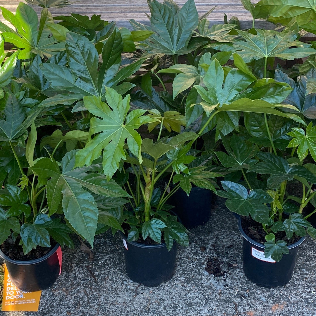 Fatsia Japonica ~ Japanese Aralia, Japanese Fatsia-ServeScape