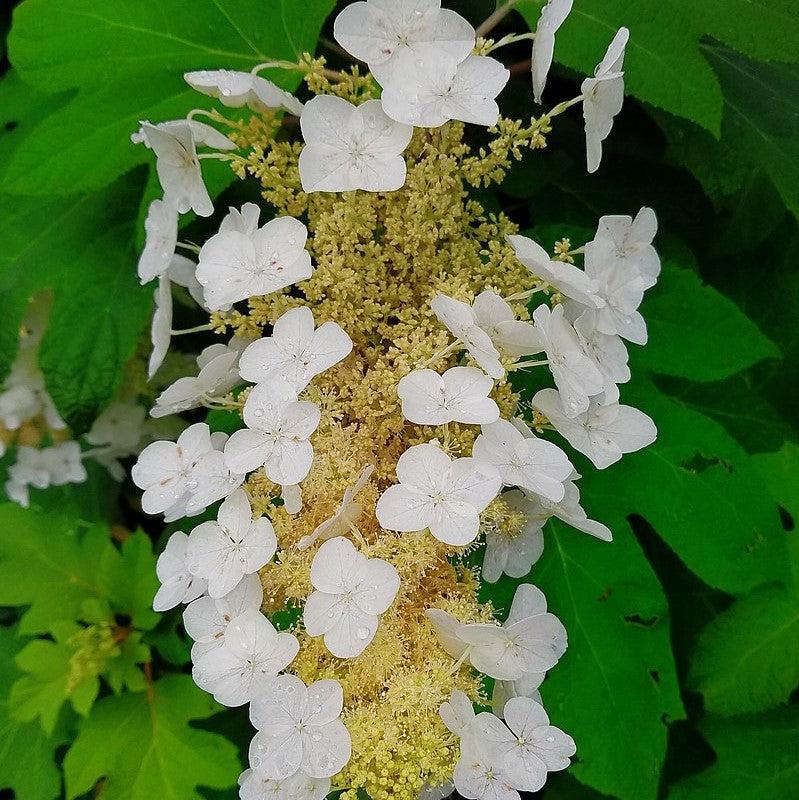 Hydrangea quercifolia 'Semmes Beauty' ~ Semmes Beauty Oakleaf Hydrangea-ServeScape