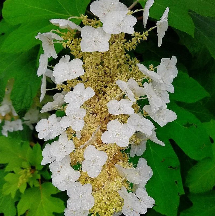 Hydrangea quercifolia 'Semmes Beauty' ~ Semmes Beauty Oakleaf Hydrangea-ServeScape