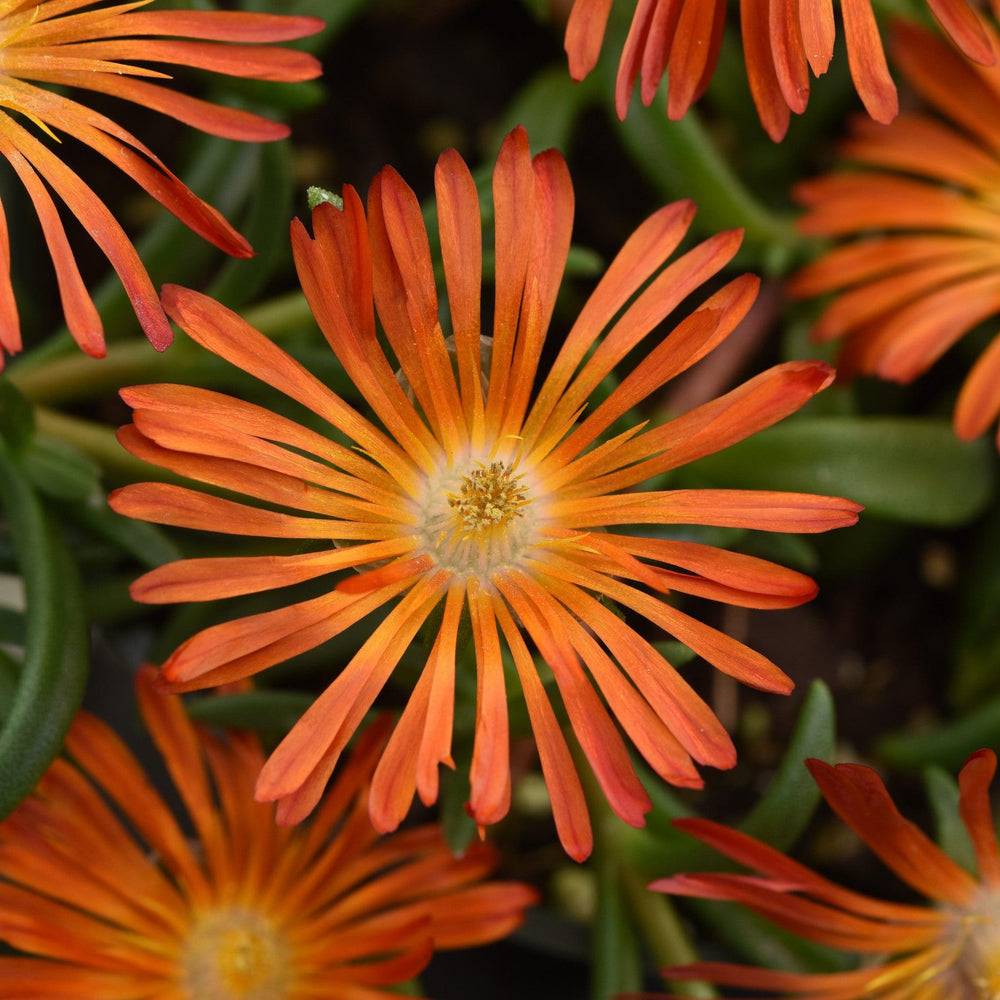 Delosperma hybrida 'T18-2' ~ Ocean Sunset™ Orange Vibe Ice Plant-ServeScape