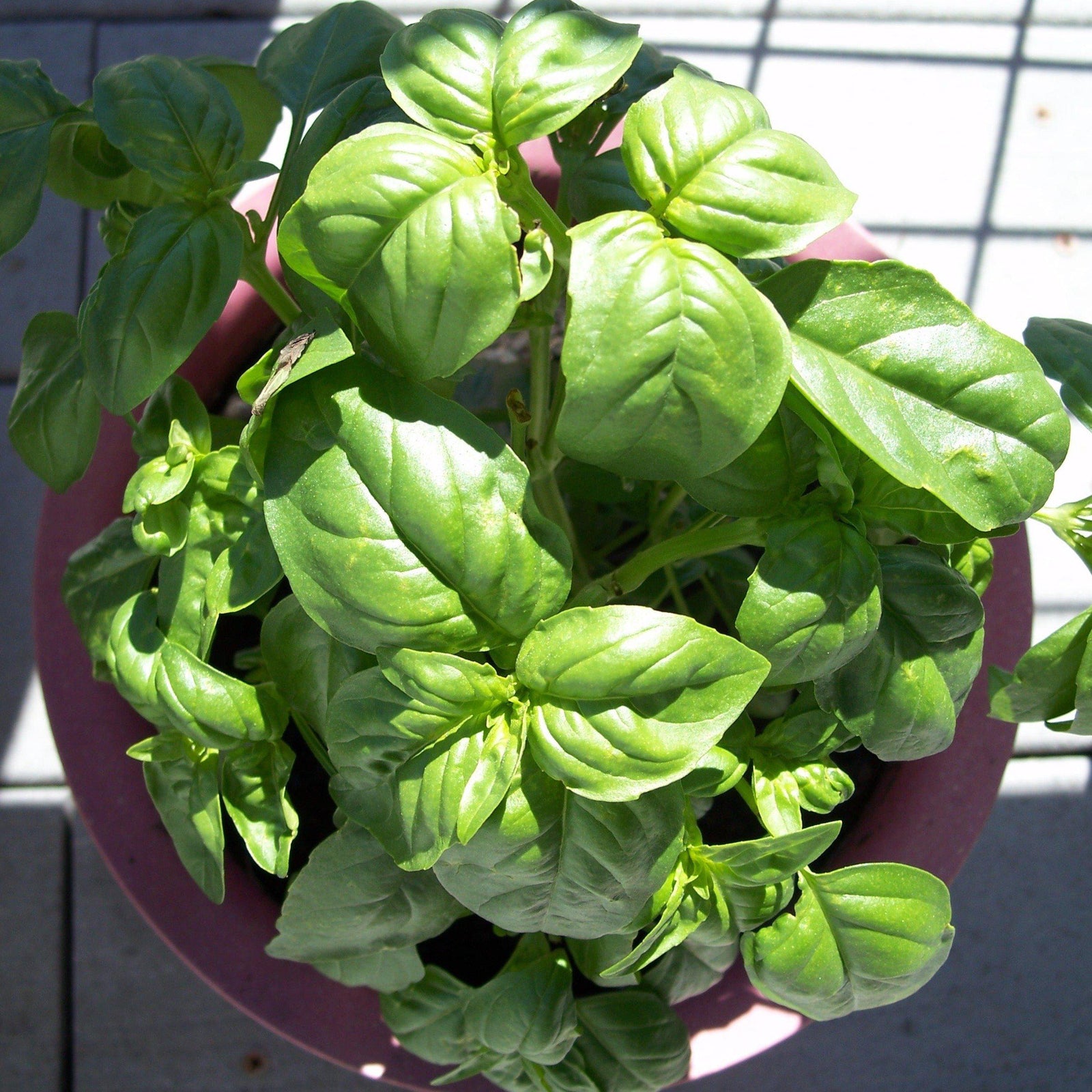 Basil Ocimum 'Italian Large Leaf' ~ Italian Large Leaf Sweet Basil - Delivered By ServeScape