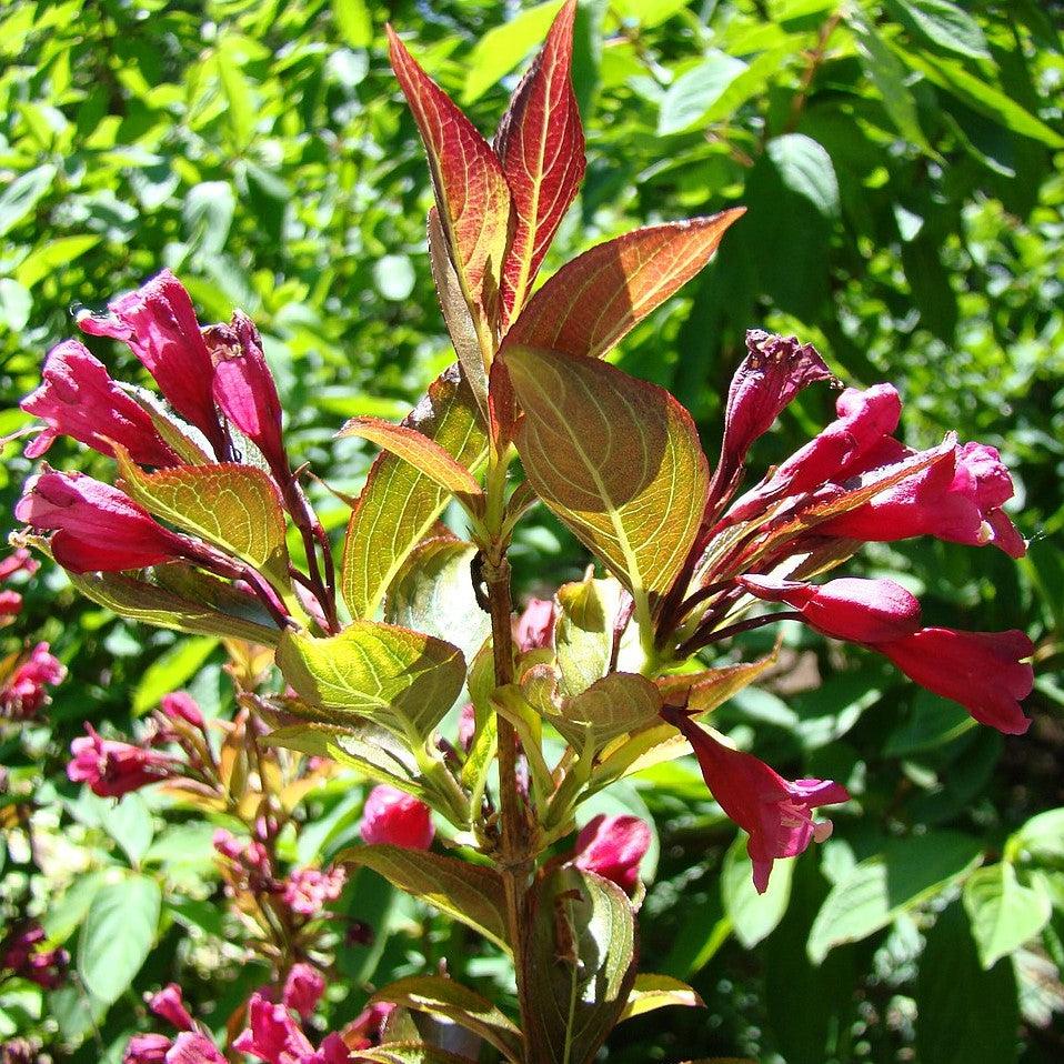 Weigela florida 'Wings of Fire' ~ Wings of Fire Weigela-ServeScape
