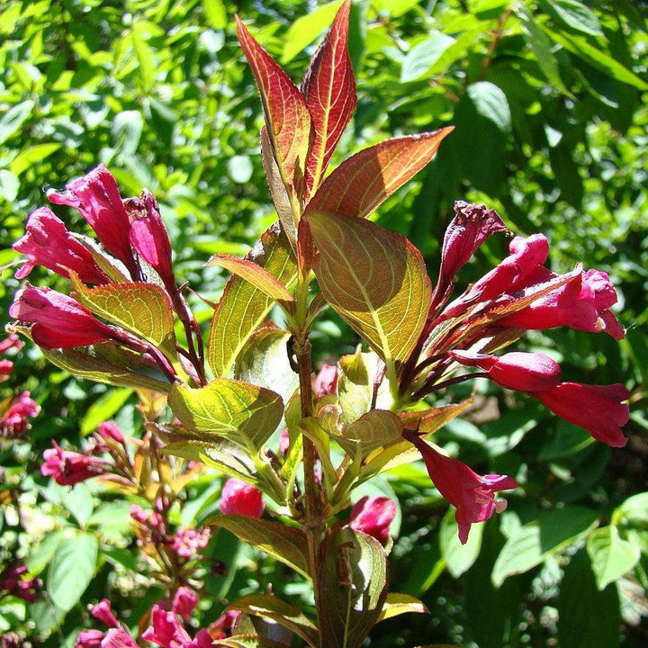 Weigela florida 'Wings of Fire' ~ Wings of Fire Weigela-ServeScape