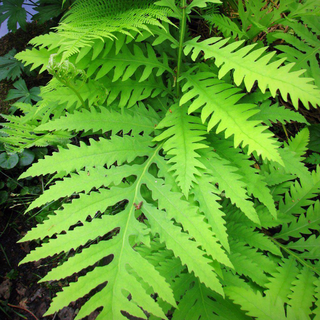 Onoclea sensibilis ~ Sensitive Fern - Delivered By ServeScape