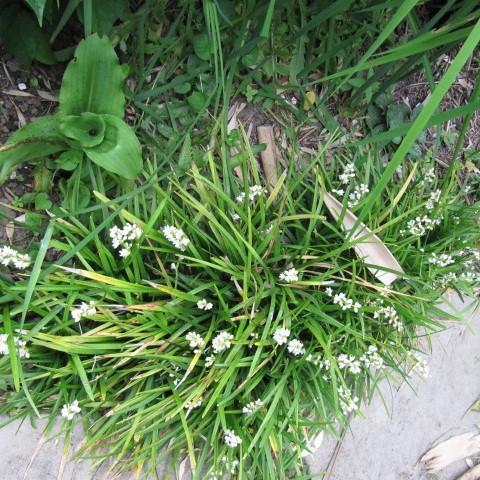 Ophiopogon japonicus ~ Mondo Grass-ServeScape