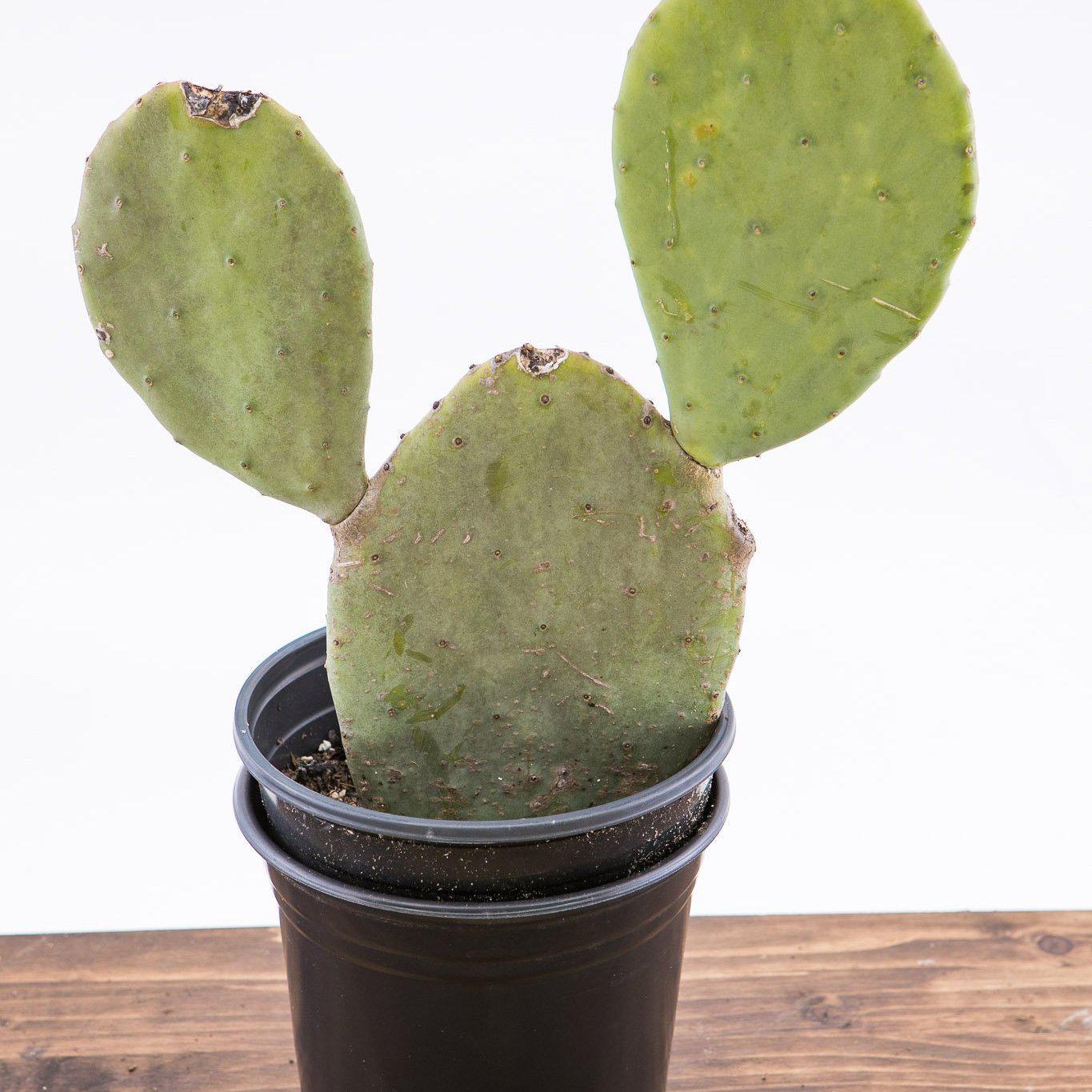 Opuntia cacanapa 'Ellisiana'~ Thornless Prickly Pear