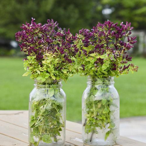 Origanum 'Drops of Jupiter' ~ Drops of Jupiter Oregano-ServeScape