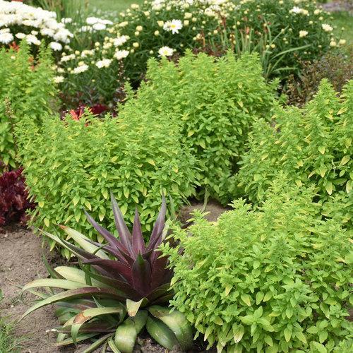 Origanum 'Drops of Jupiter' ~ Drops of Jupiter Oregano-ServeScape