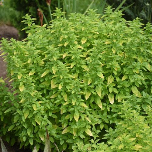 Origanum 'Drops of Jupiter' ~ Drops of Jupiter Oregano-ServeScape