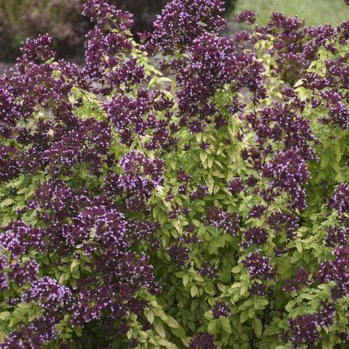 Origanum 'Drops of Jupiter' ~ Drops of Jupiter Oregano-ServeScape