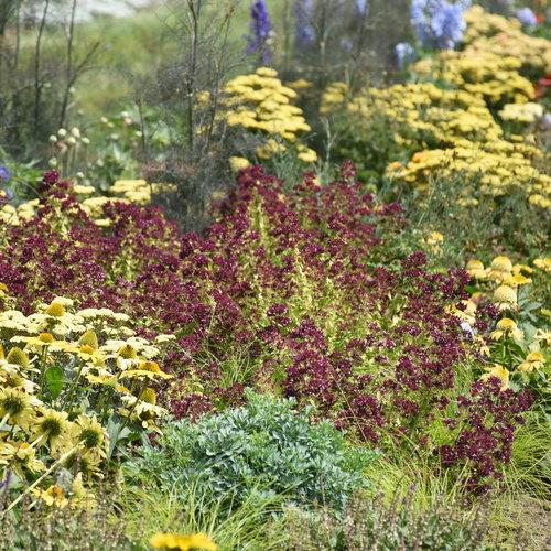 Origanum 'Drops of Jupiter' ~ Drops of Jupiter Oregano-ServeScape
