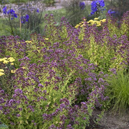 Origanum 'Drops of Jupiter' ~ Drops of Jupiter Oregano-ServeScape