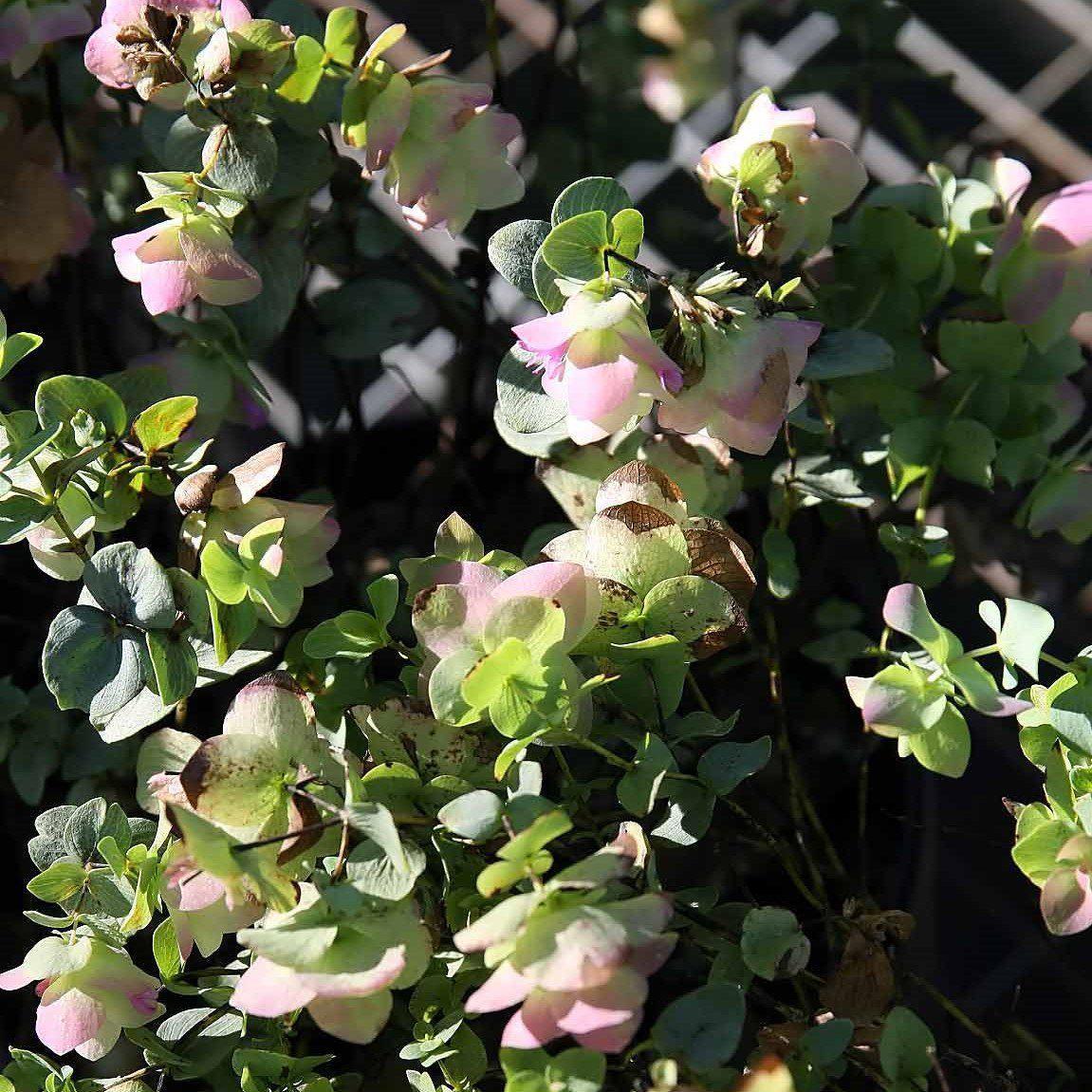 Origanum 'Kent Beauty' ~ Kent Beauty Oregano-ServeScape