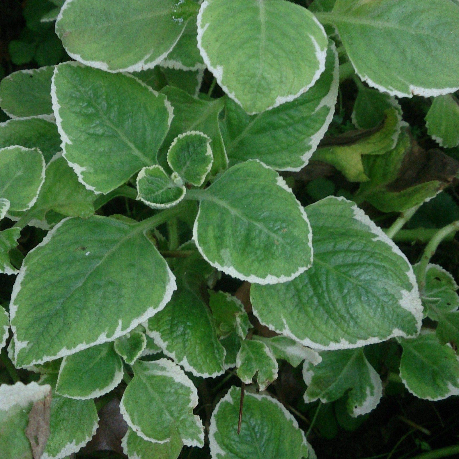 Origanum vulgare 'Variegata' ~ Variegated Oregano - Delivered By ServeScape