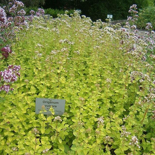 Origanum vulgare 'Aureum' ~ Golden Oregano-ServeScape