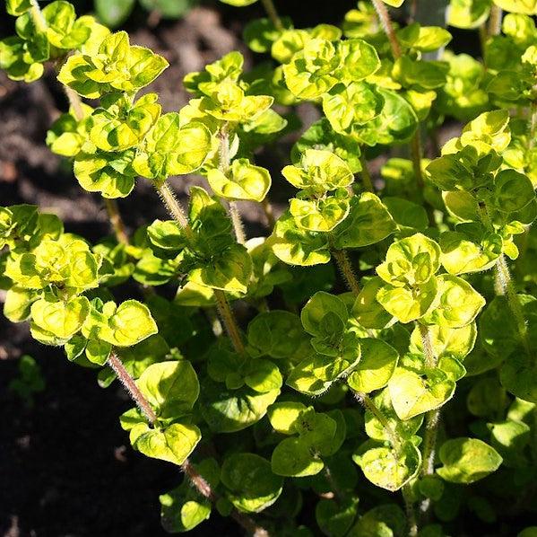 Origanum vulgare 'Aureum' ~ Golden Oregano-ServeScape