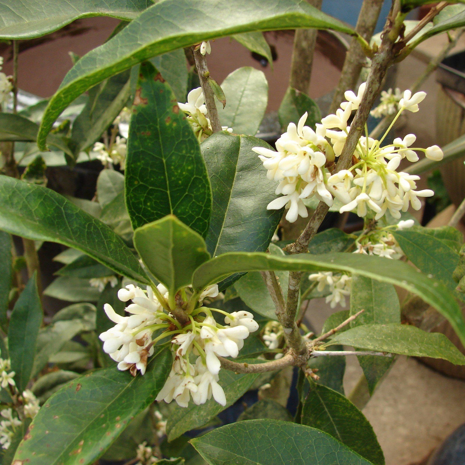 Osmanthus fragrans ~ Fragrant Tea Olive, Sweet Olive-ServeScape