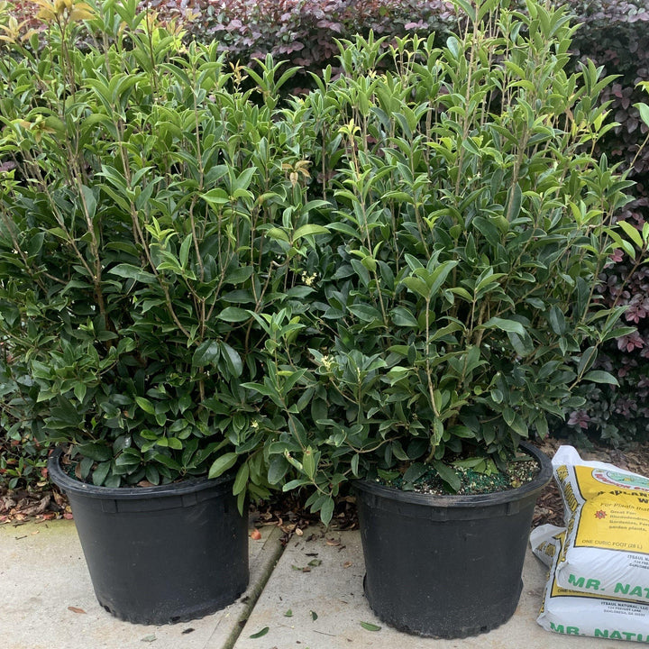 Osmanthus fragrans ~ Fragrant Tea Olive, Sweet Olive-ServeScape