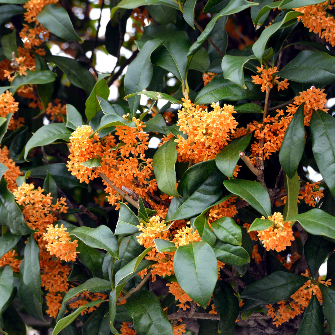 Osmanthus fragrans aurantiacus 'Apricot Echo' ~ Apricot Echo Tea Olive-ServeScape
