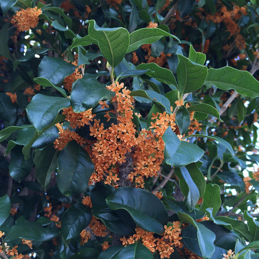 Osmanthus fragrans aurantiacus 'Apricot Echo' ~ Apricot Echo Tea Olive-ServeScape