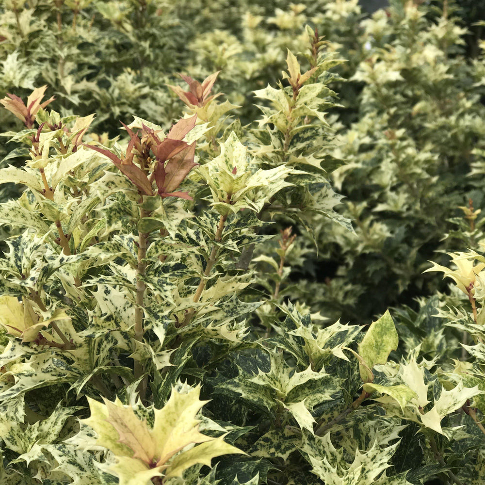 Osmanthus heterophyllus 'Goshiki' ~ Goshiki False Holly-ServeScape