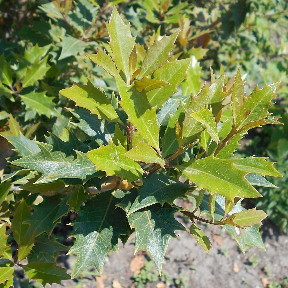 Osmanthus heterophyllus 'Gulftide' ~ Gulftide False Holly-ServeScape