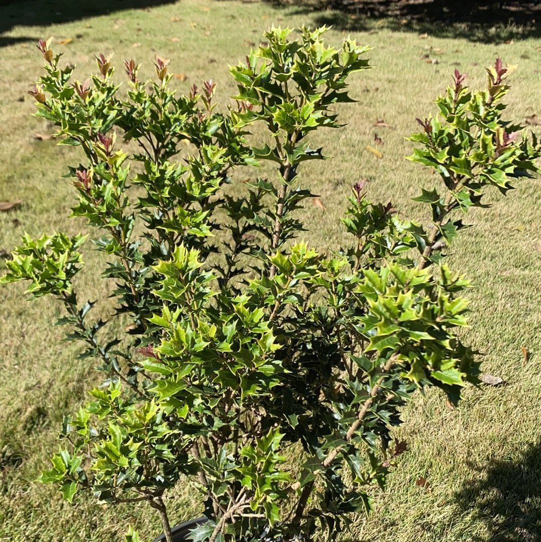 Osmanthus heterophyllus 'sPg-3-021' ~ Party Lights Tea Olive-ServeScape