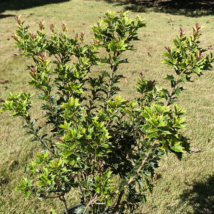 Osmanthus heterophyllus 'sPg-3-021' ~ Party Lights Tea Olive-ServeScape