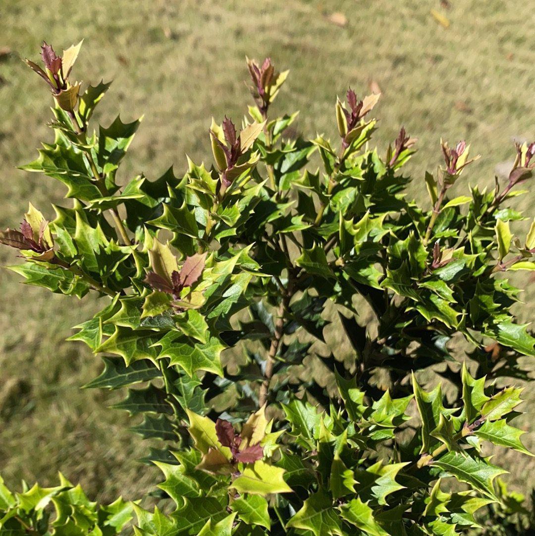 Osmanthus heterophyllus 'sPg-3-021' ~ Party Lights Tea Olive-ServeScape