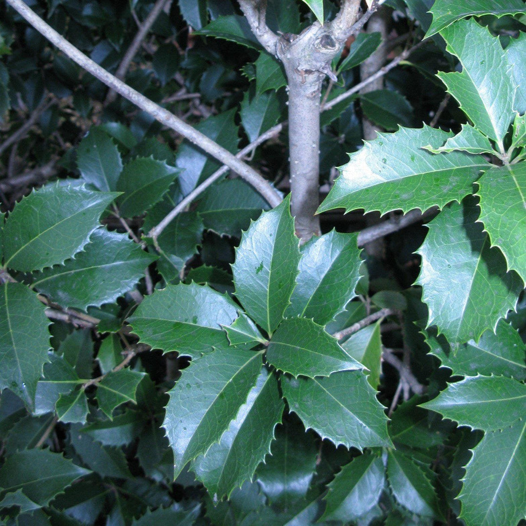 Osmanthus x fortunei 'Fruitlandii' ~ Fruitland Fortune's Osmanthus-ServeScape