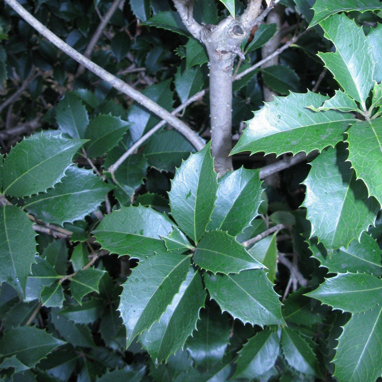Osmanthus x fortunei 'Fruitlandii' ~ Fruitland Fortune's Osmanthus-ServeScape