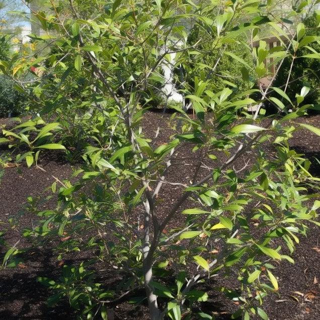 Osmanthus americanus ~ Devil Wood-ServeScape