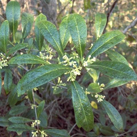 Osmanthus americanus ~ Devil Wood-ServeScape