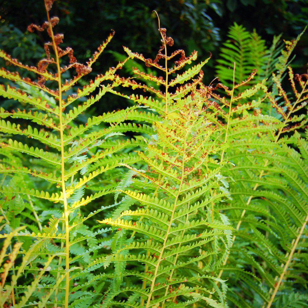 Osmunda cinnamomea ~ Cinnamon Fern - Delivered By ServeScape