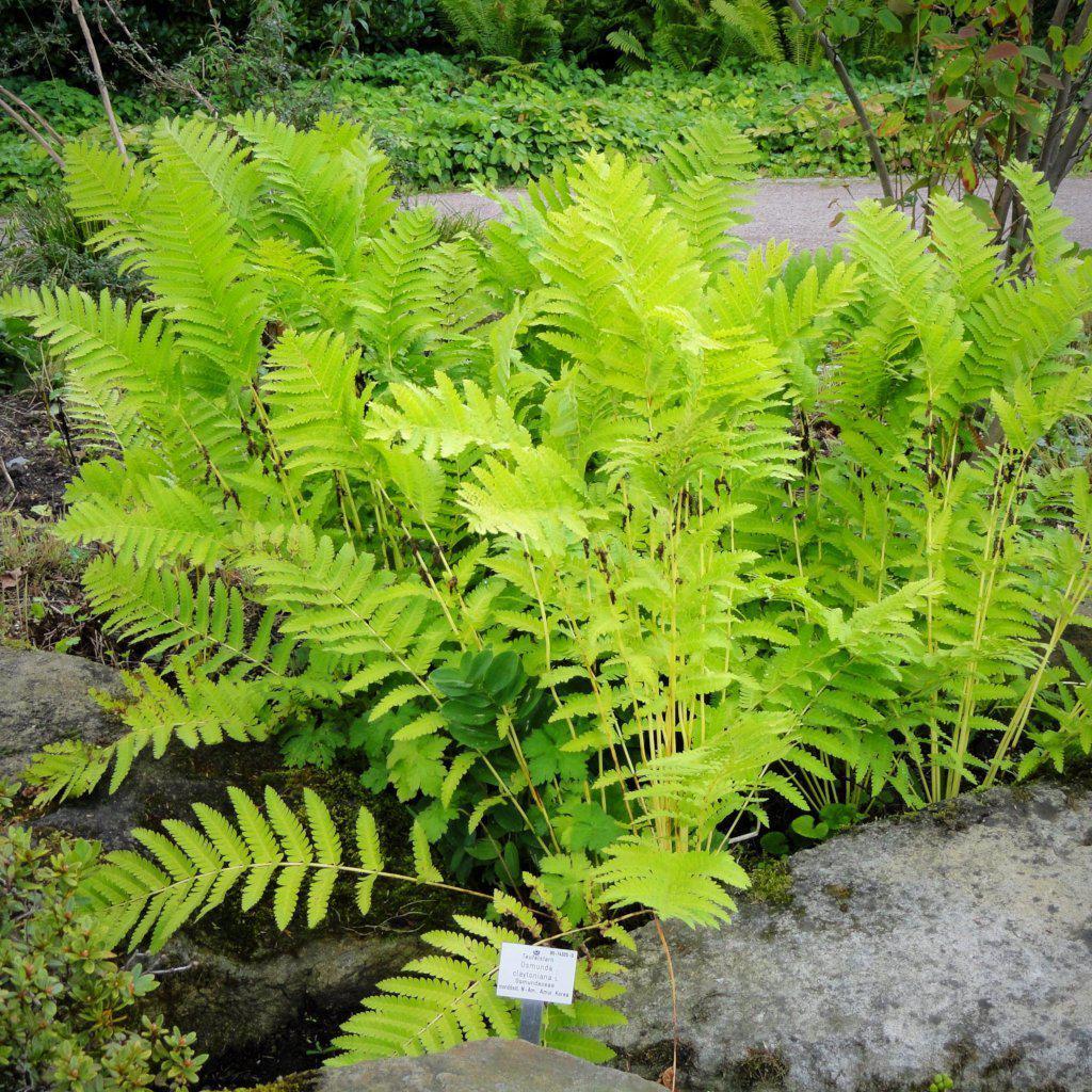 Osmunda claytoniana ~ Interrupted Fern - Delivered By ServeScape
