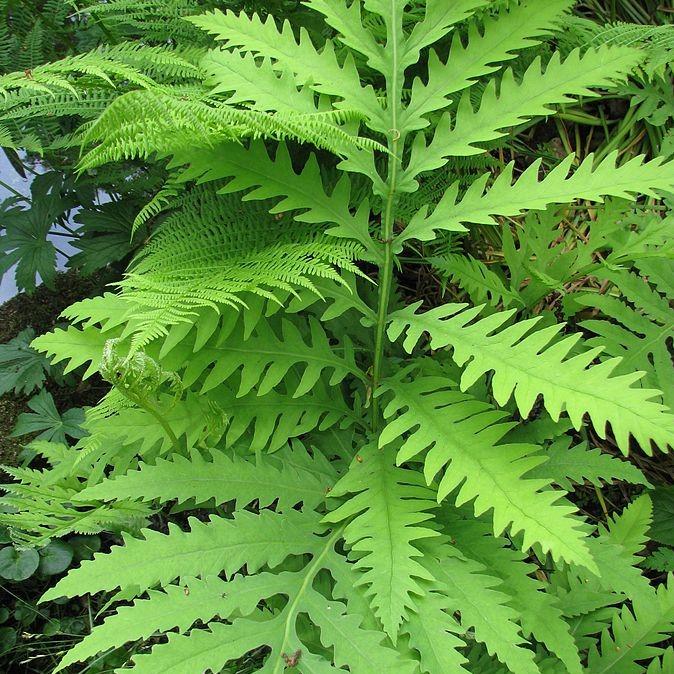 Osmunda regalis ~ Royal Fern - Delivered By ServeScape