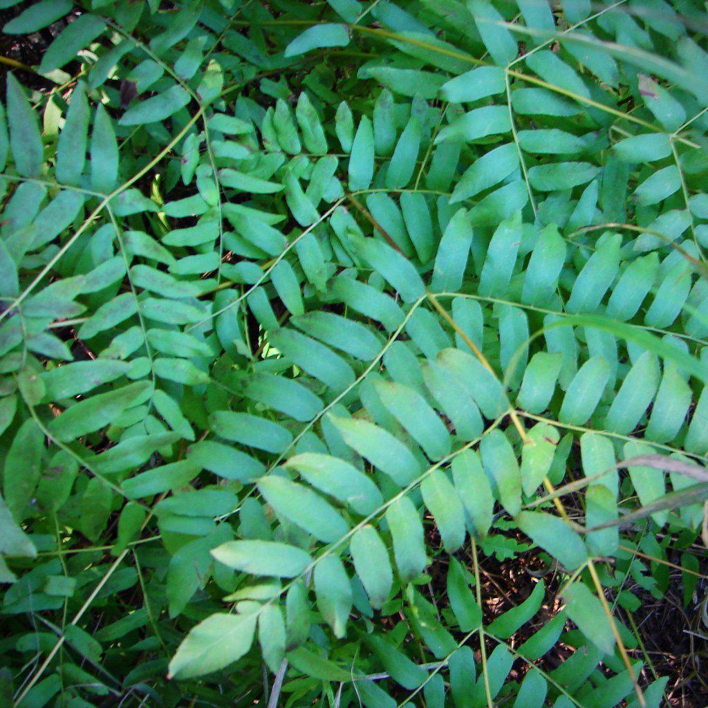 Osmunda regalis var. spectabilis ~ Royal Fern - Delivered By ServeScape