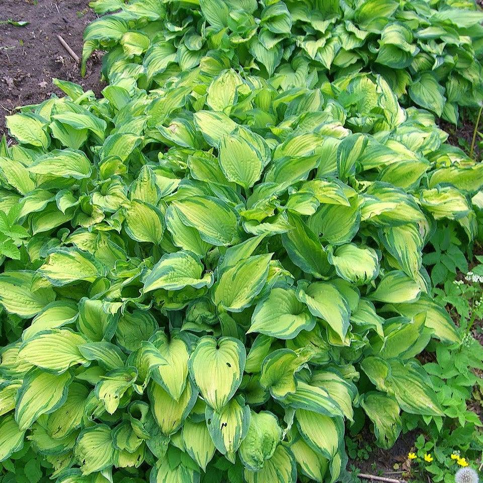 Hosta 'Paradigm' ~ Paradigm Hosta-ServeScape