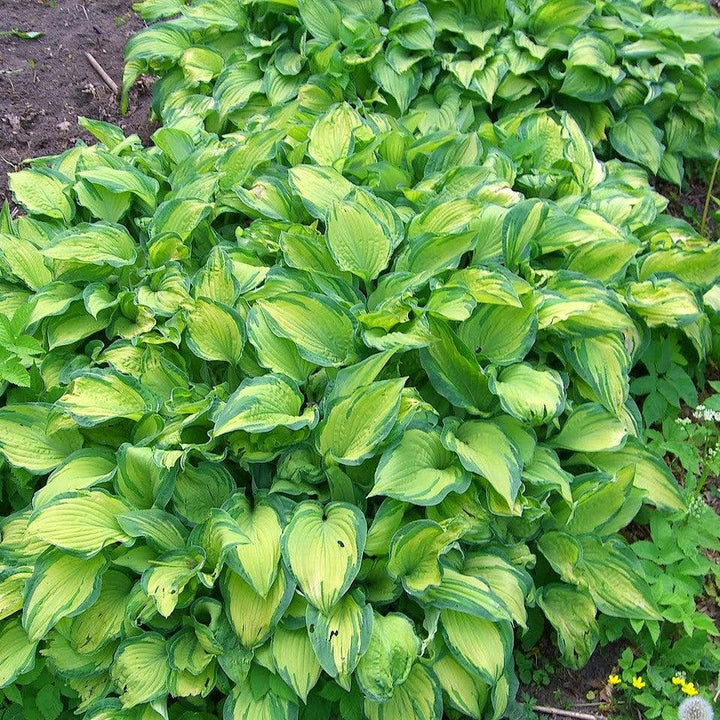 Hosta 'Paradigm' ~ Paradigm Hosta-ServeScape